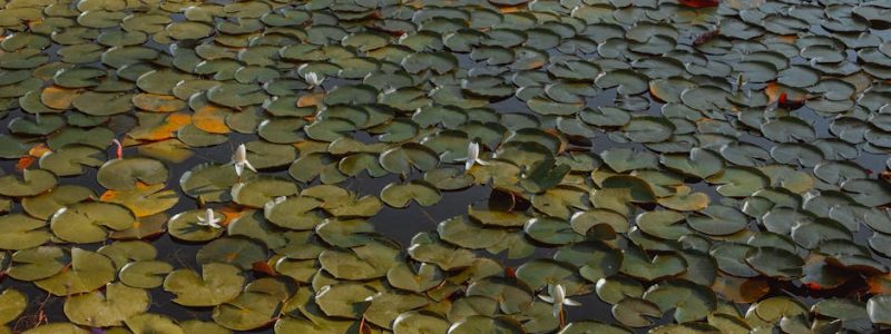 選擇適合的公司水機：提升辦公室飲水品質的專業指南