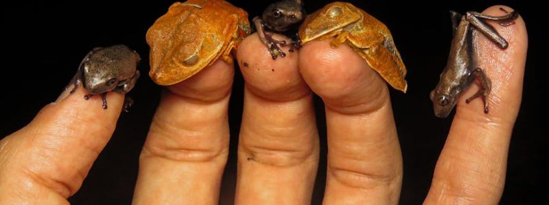 舒緩面霜的技術分析與應用探討